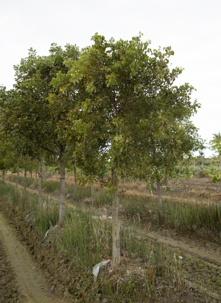 swietenia-mahagoni-mahogany-tree
