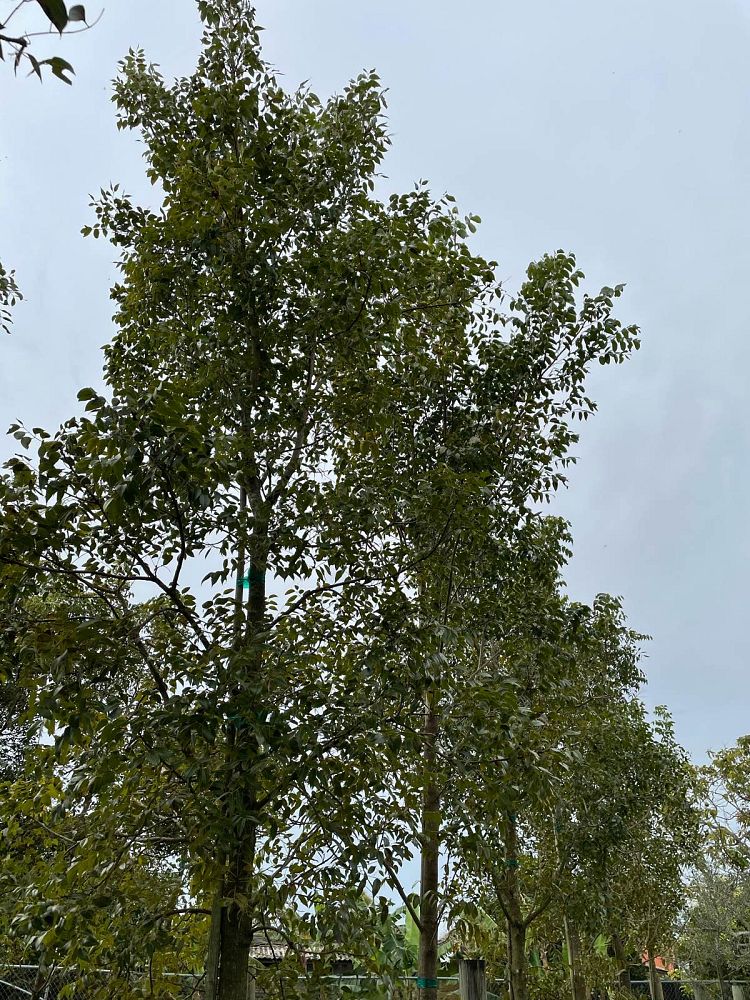 swietenia-mahagoni-mahogany-tree