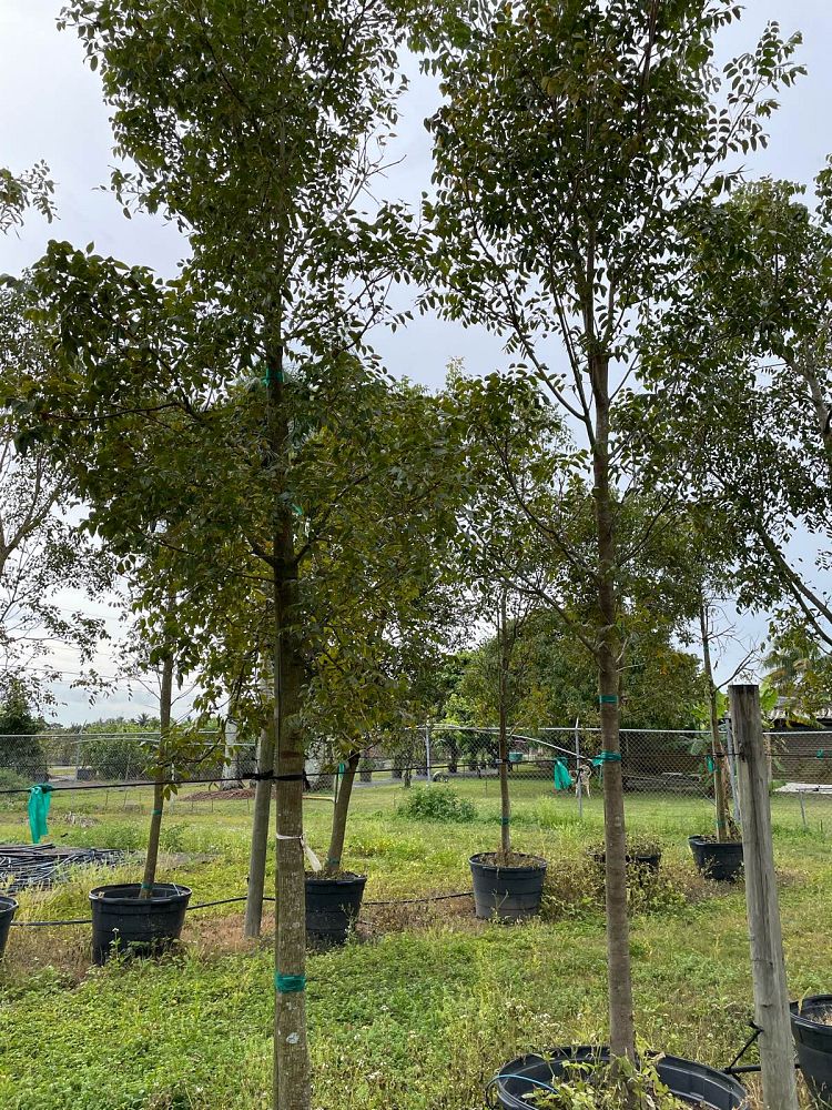 swietenia-mahagoni-mahogany-tree