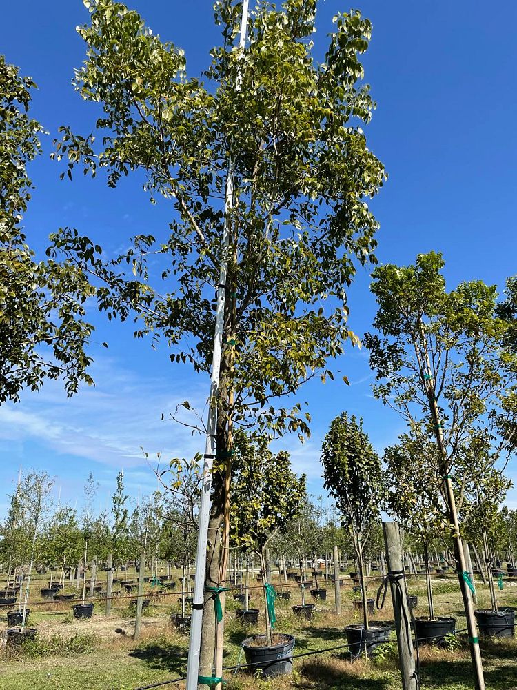 swietenia-mahagoni-mahogany-tree
