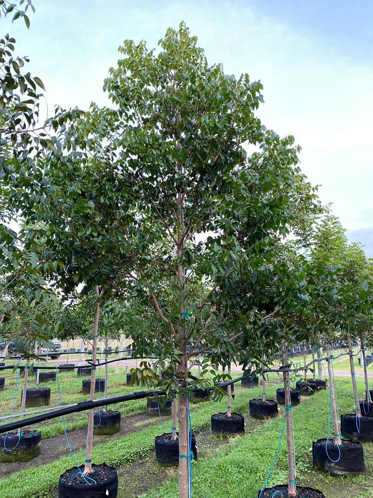 swietenia-mahagoni-mahogany-tree