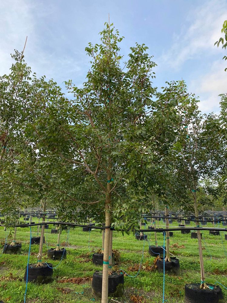 swietenia-mahagoni-mahogany-tree
