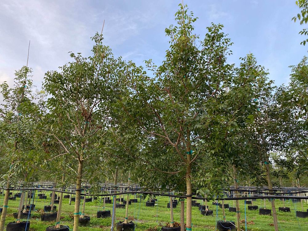 swietenia-mahagoni-mahogany-tree