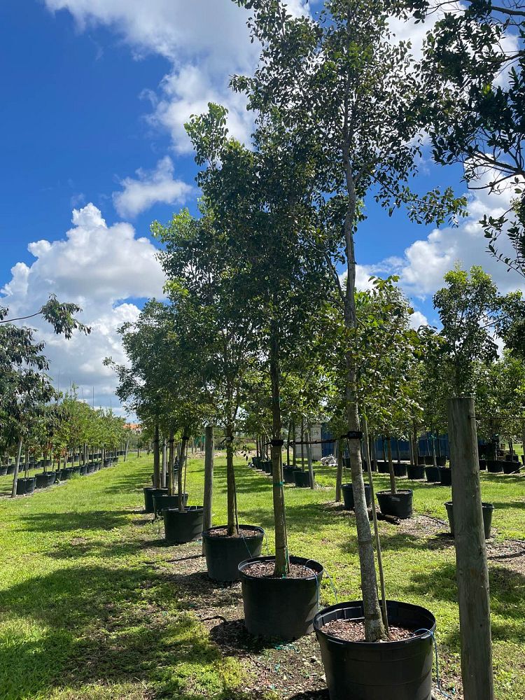 swietenia-mahagoni-mahogany-tree
