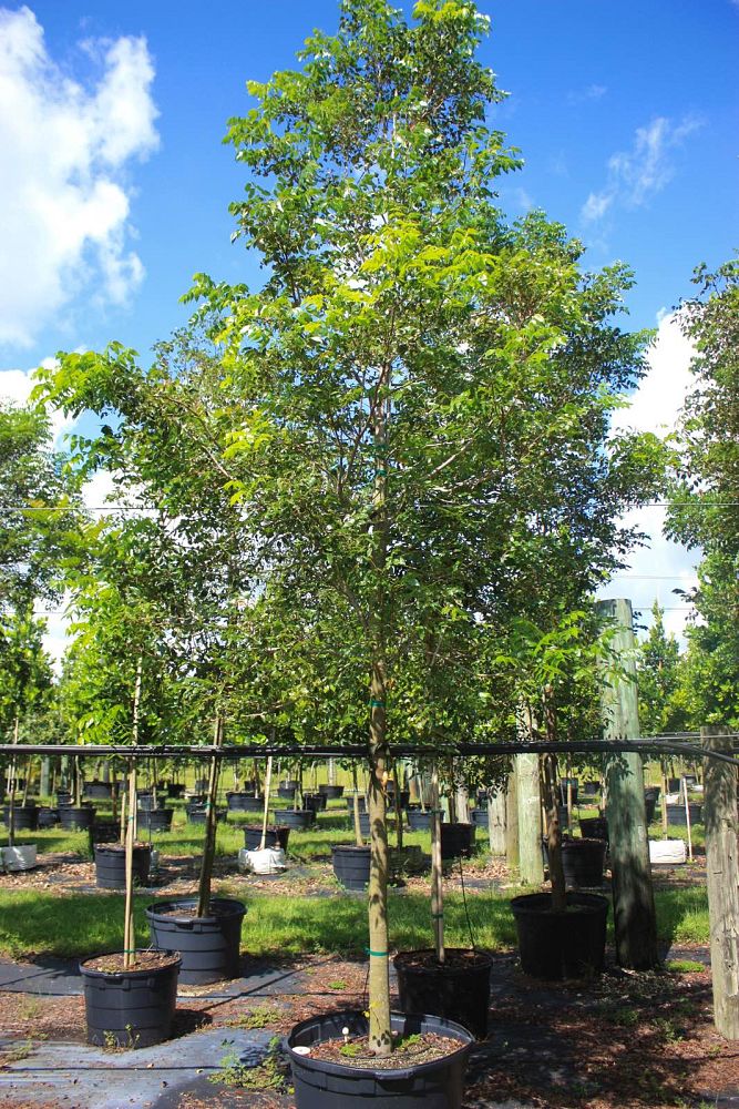 swietenia-mahagoni-mahogany-tree