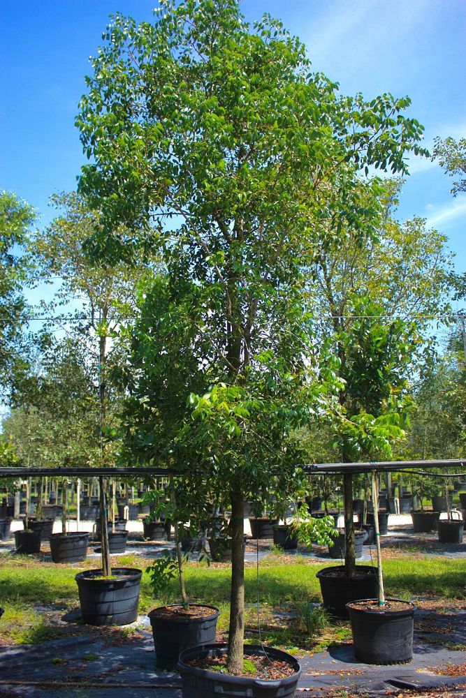 swietenia-mahagoni-mahogany-tree