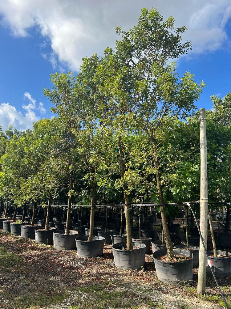 swietenia-mahagoni-mahogany-tree