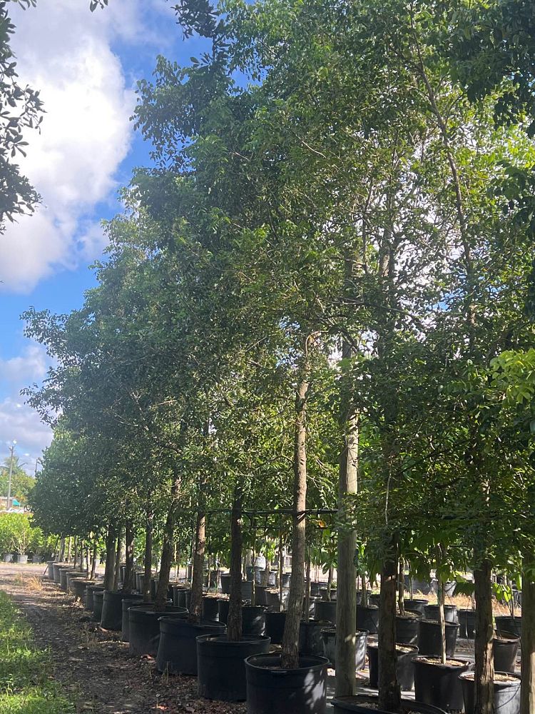 swietenia-mahagoni-mahogany-tree