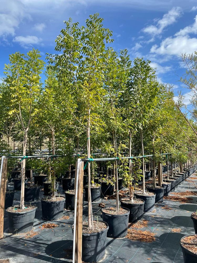 swietenia-mahagoni-mahogany-tree