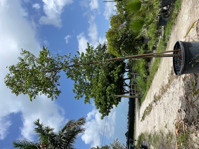 swietenia-mahagoni-mahogany-tree