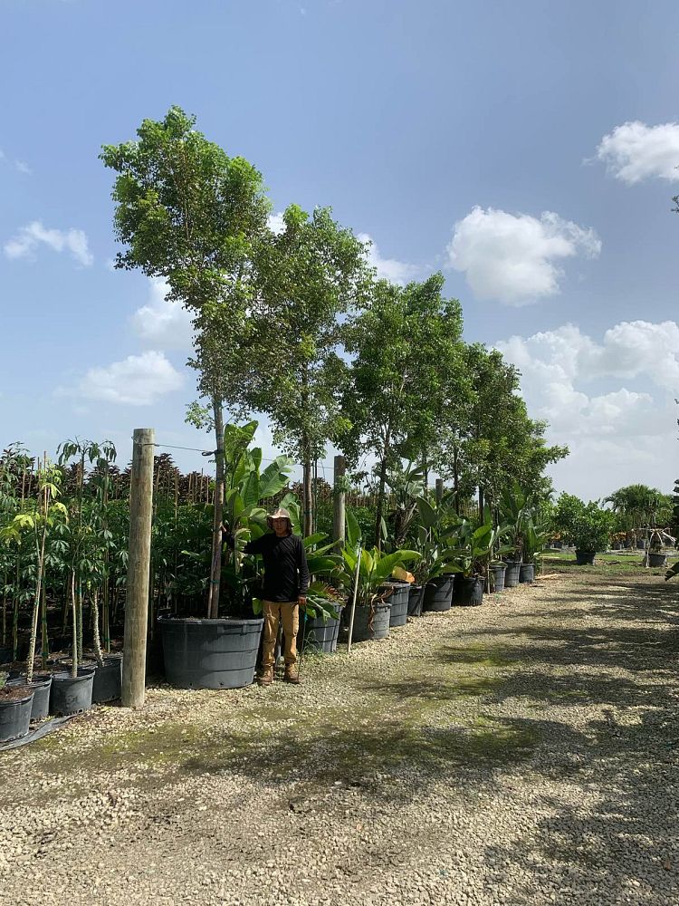 swietenia-mahagoni-mahogany-tree