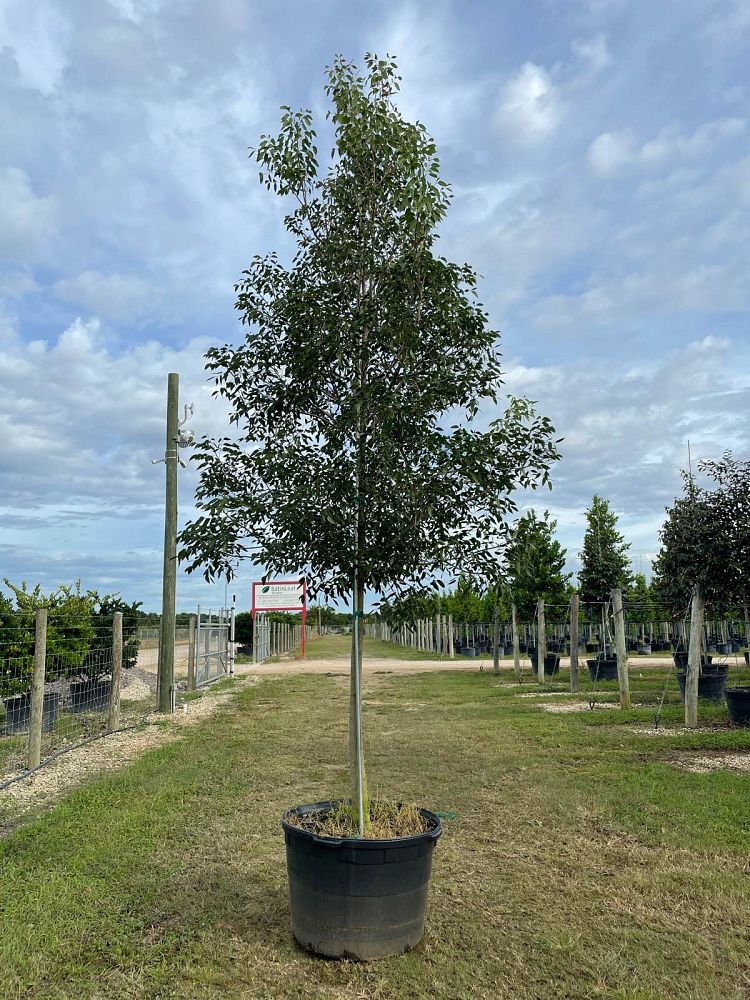 swietenia-mahagoni-mahogany-tree