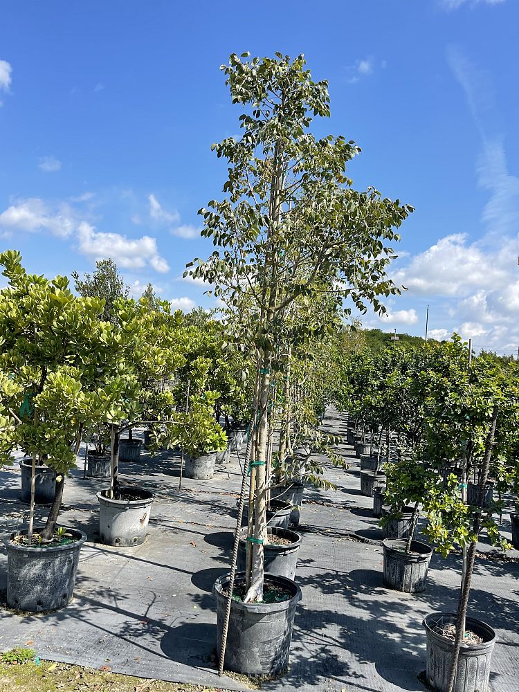 swietenia-mahagoni-mahogany-tree