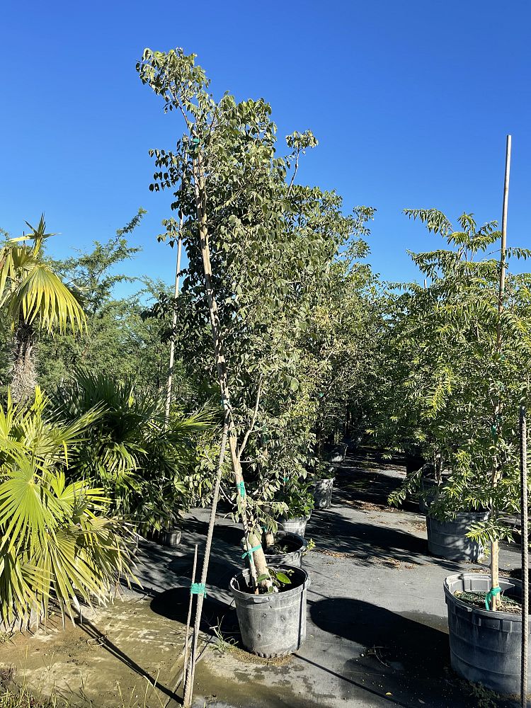 swietenia-mahagoni-mahogany-tree