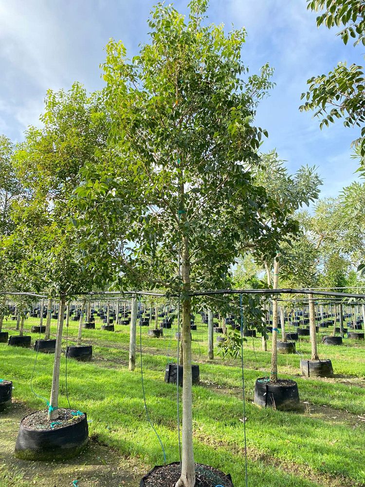 swietenia-mahagoni-mahogany-tree