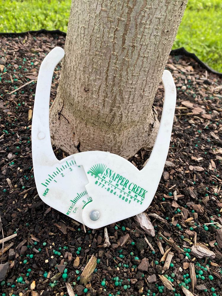 swietenia-mahagoni-mahogany-tree