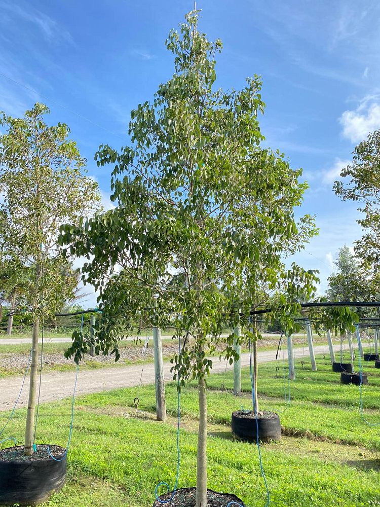 swietenia-mahagoni-mahogany-tree