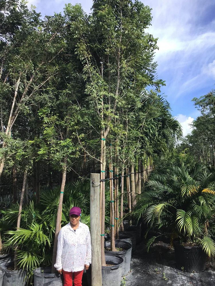 swietenia-mahagoni-mahogany-tree