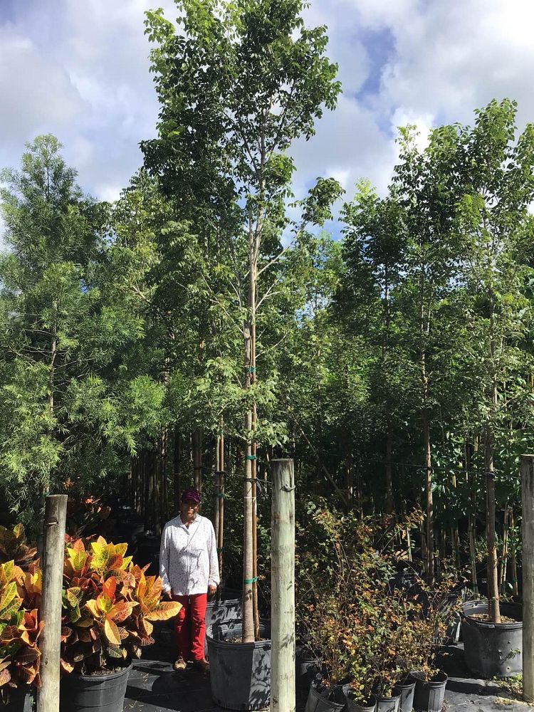 swietenia-mahagoni-mahogany-tree