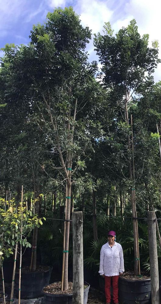 swietenia-mahagoni-mahogany-tree