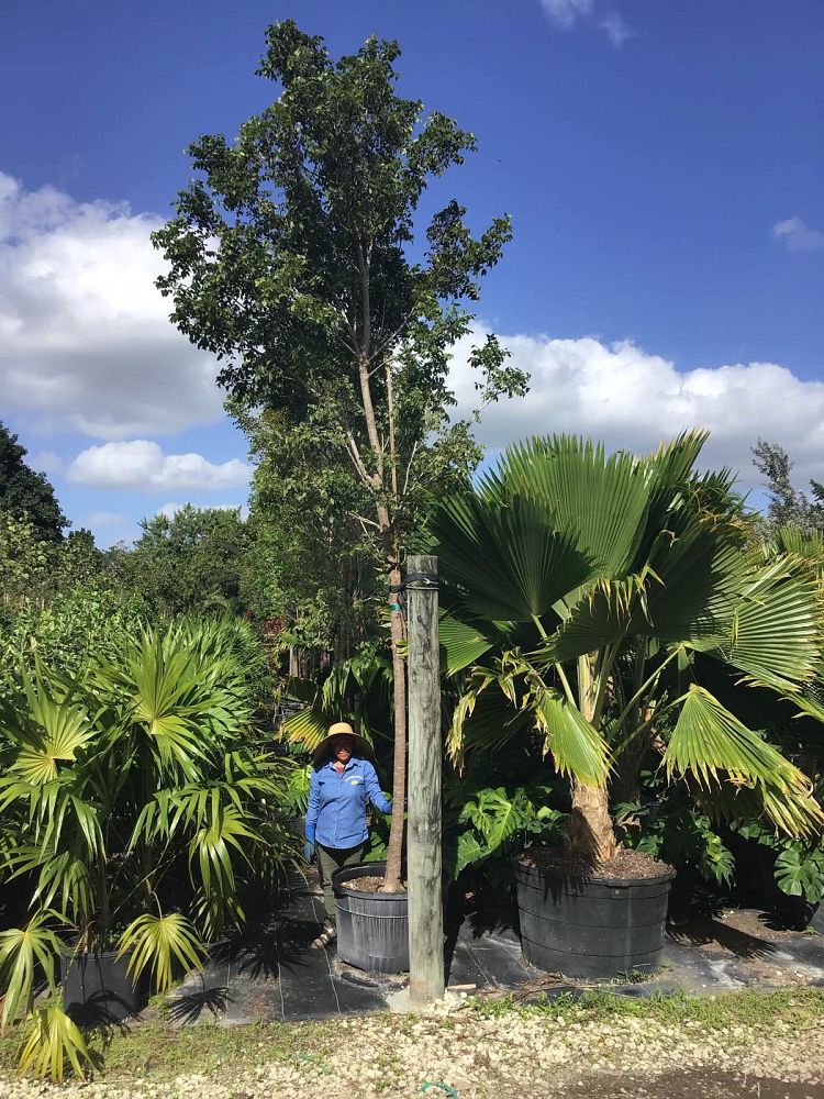 swietenia-mahagoni-mahogany-tree