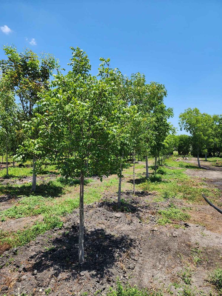 swietenia-mahagoni-mahogany-tree