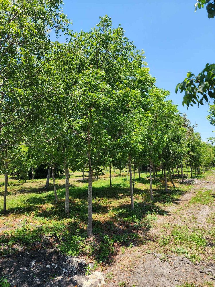 swietenia-mahagoni-mahogany-tree