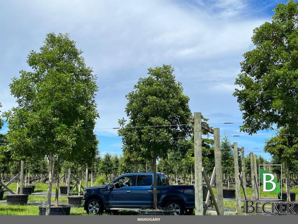 swietenia-mahagoni-mahogany-tree