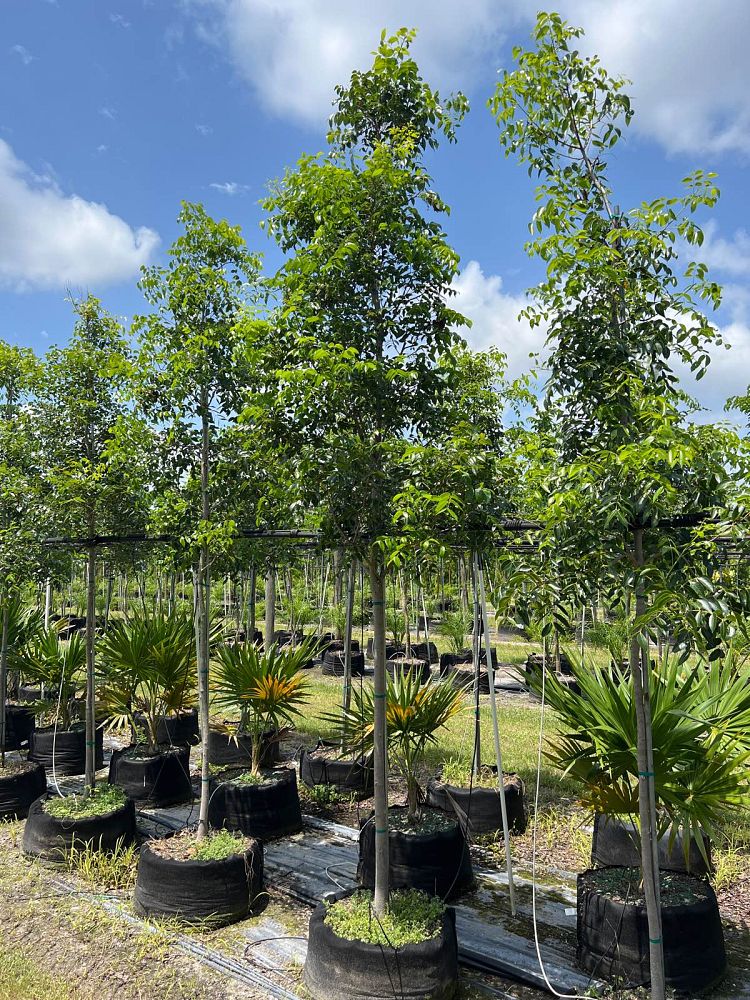 swietenia-mahagoni-mahogany-tree