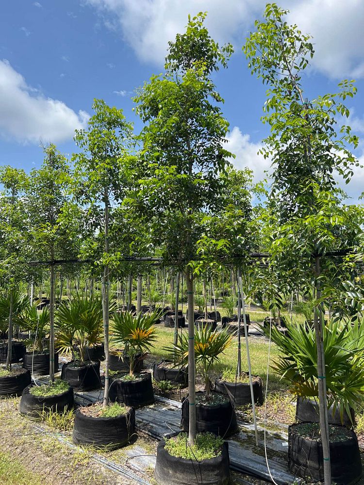 swietenia-mahagoni-mahogany-tree