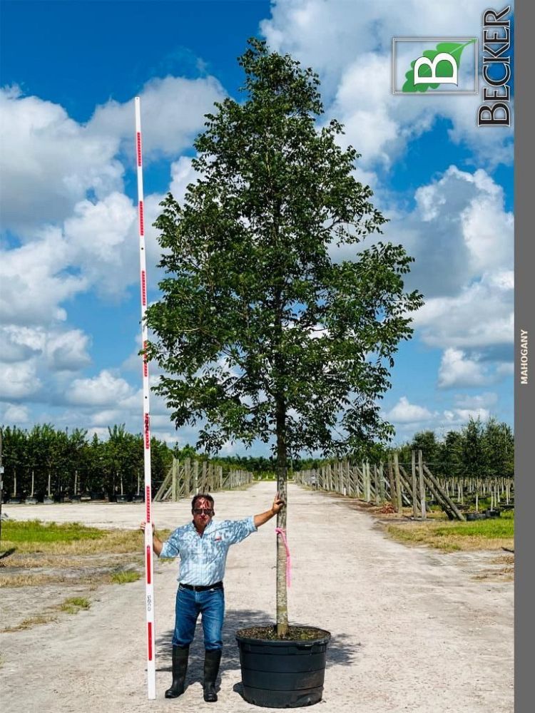 swietenia-mahagoni-mahogany-tree