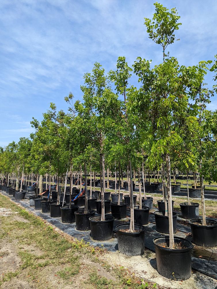 swietenia-mahagoni-mahogany-tree