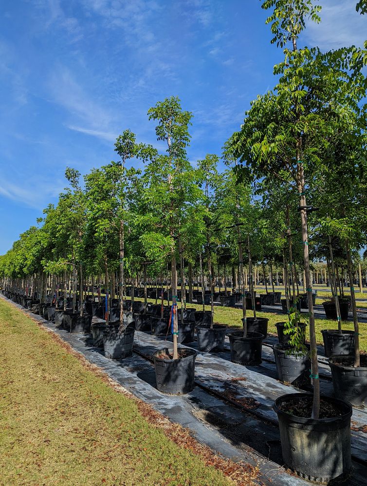 swietenia-mahagoni-mahogany-tree