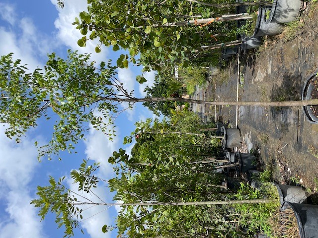 swietenia-mahagoni-mahogany-tree