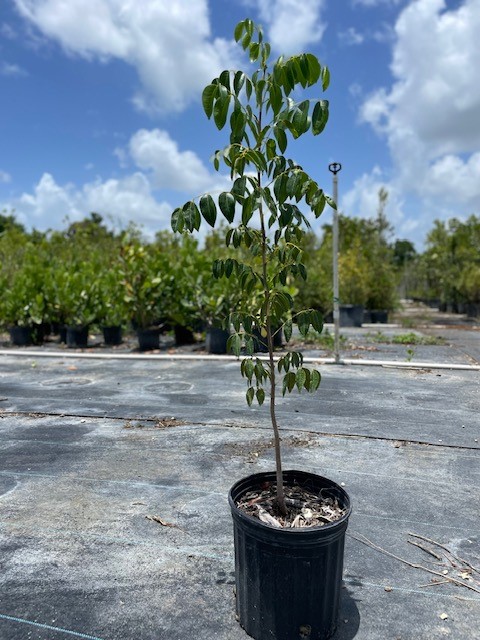 swietenia-mahagoni-mahogany-tree