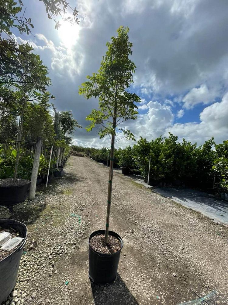 swietenia-mahagoni-mahogany-tree