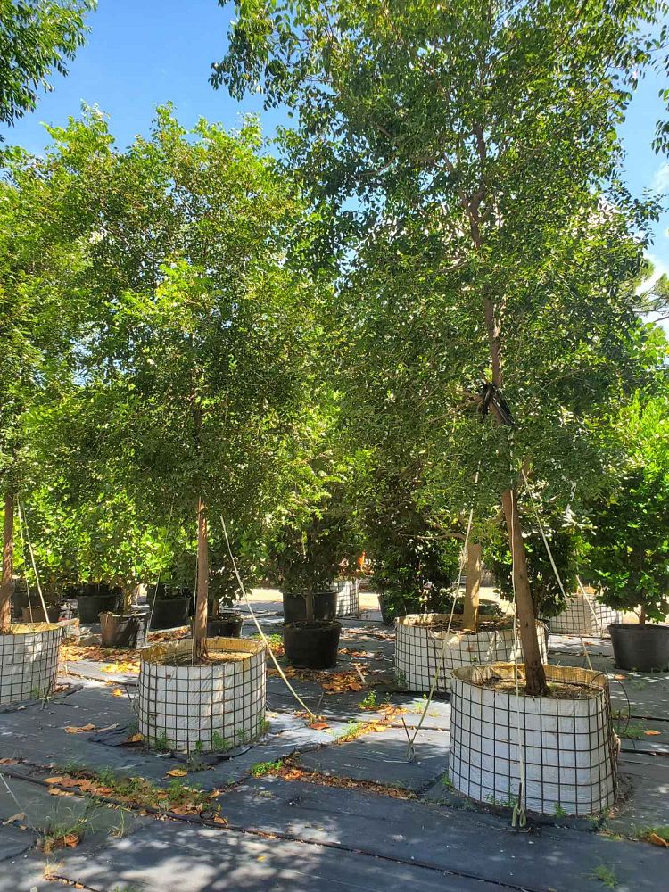 swietenia-mahagoni-mahogany-tree