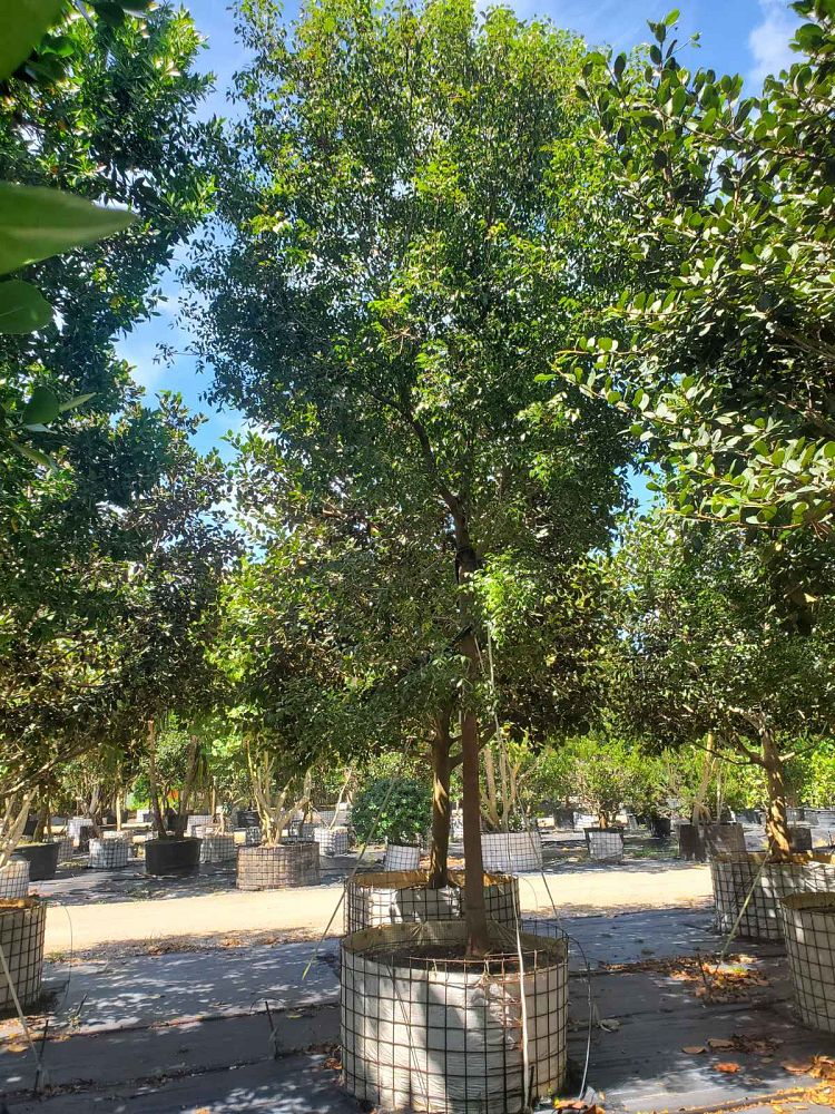 swietenia-mahagoni-mahogany-tree