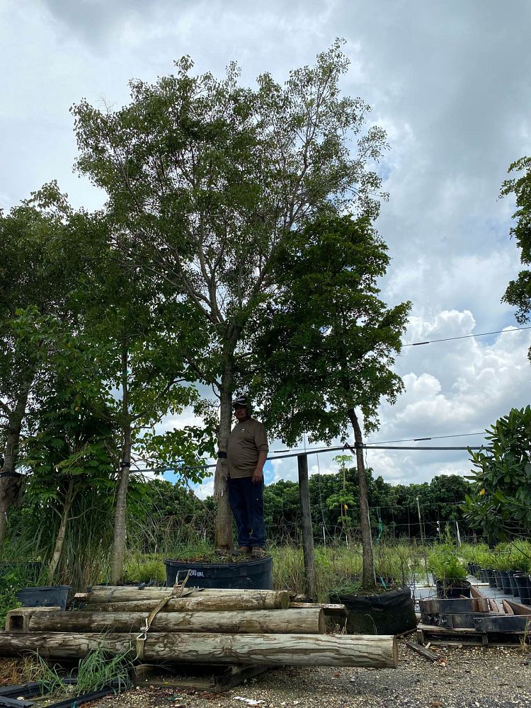 swietenia-mahagoni-mahogany-tree