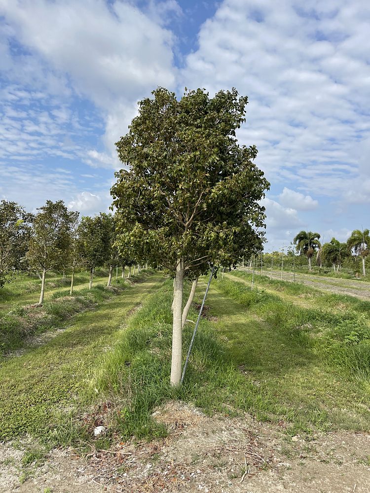 swietenia-mahagoni-mahogany-tree