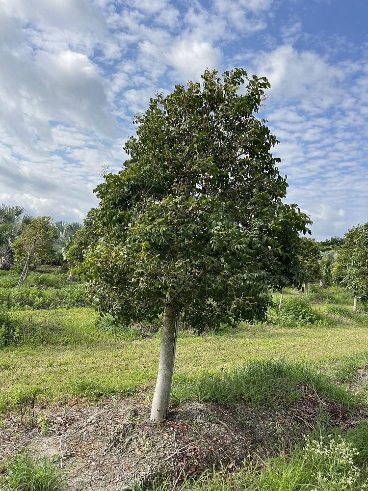 swietenia-mahagoni-mahogany-tree