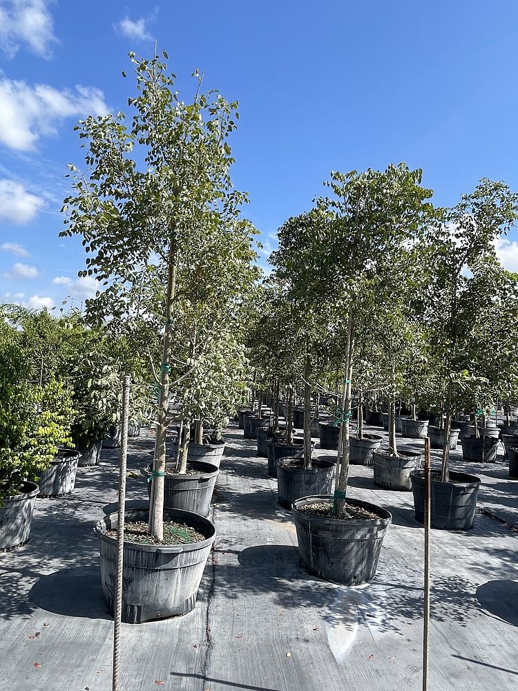 swietenia-mahagoni-mahogany-tree