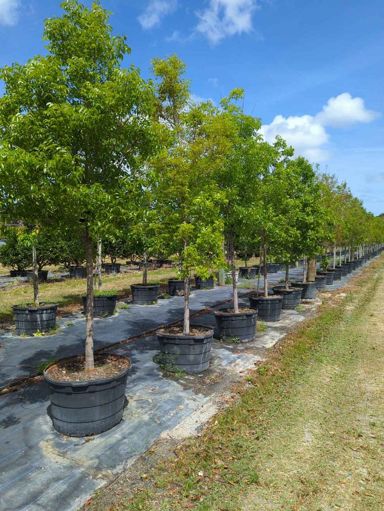 swietenia-mahagoni-mahogany-tree