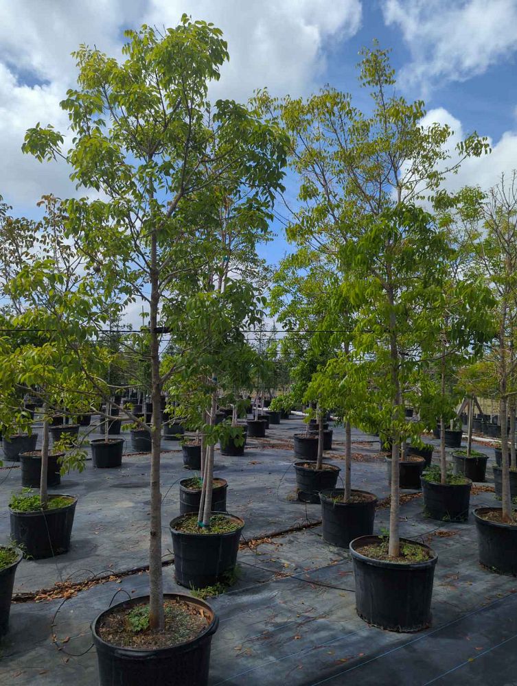 swietenia-mahagoni-mahogany-tree