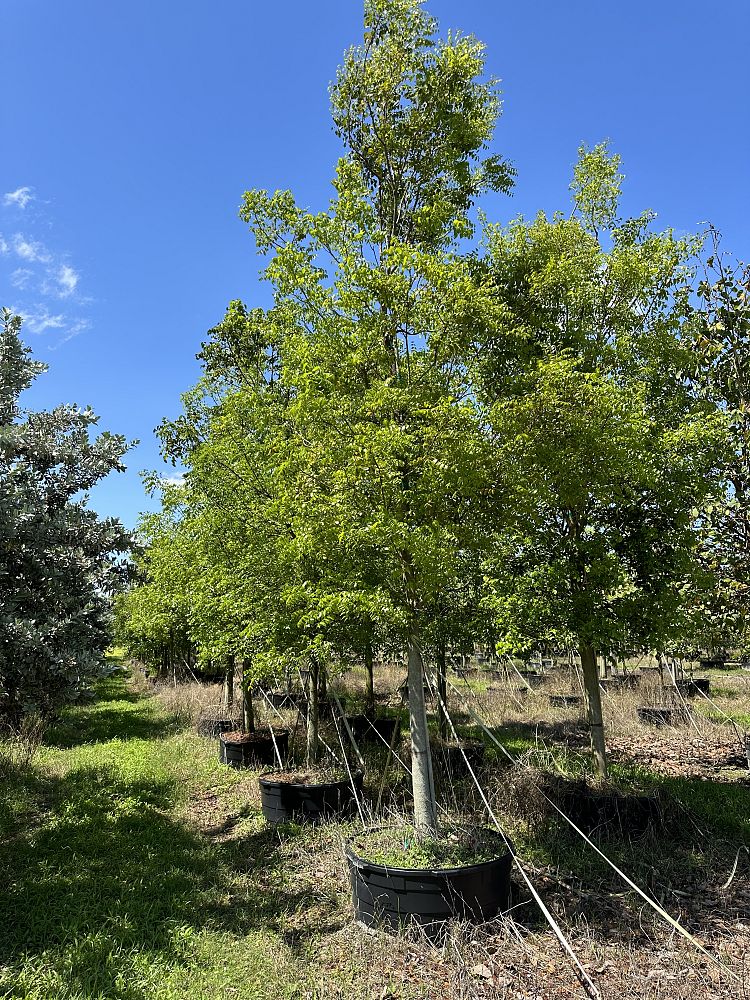 swietenia-mahagoni-mahogany-tree
