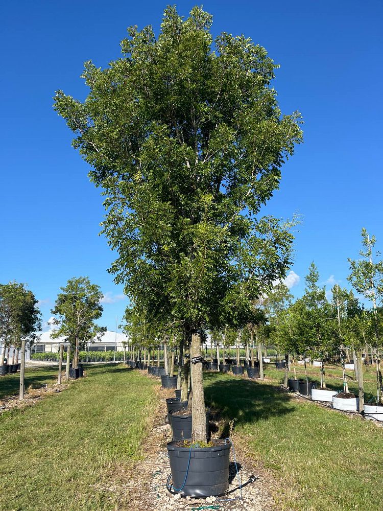 swietenia-mahagoni-mahogany-tree
