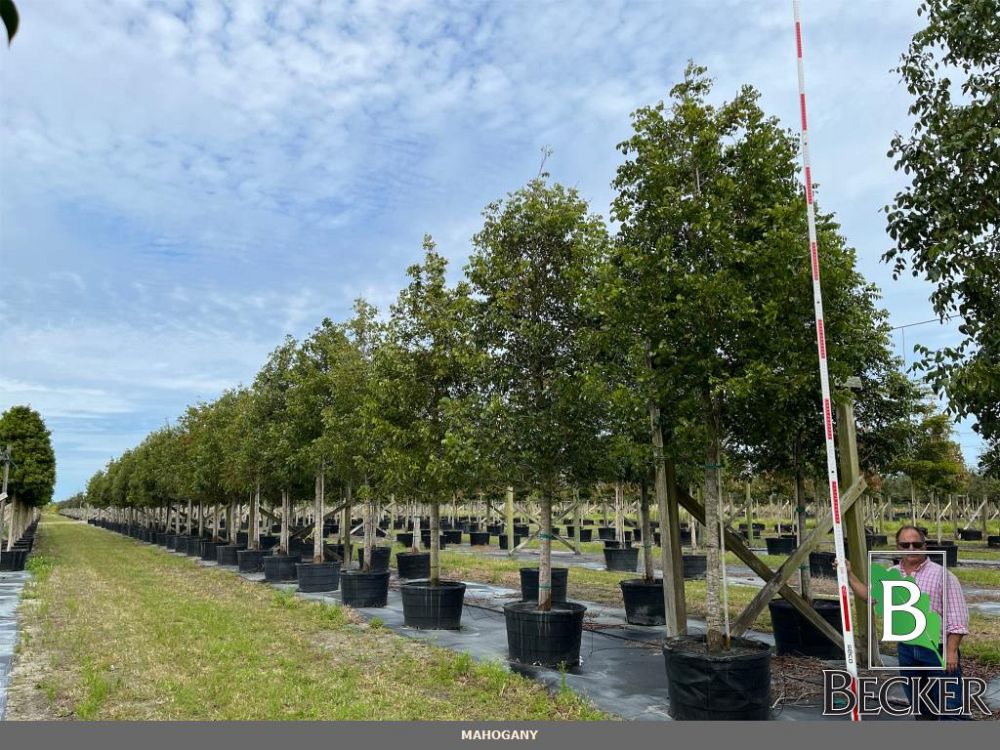 swietenia-mahagoni-mahogany-tree