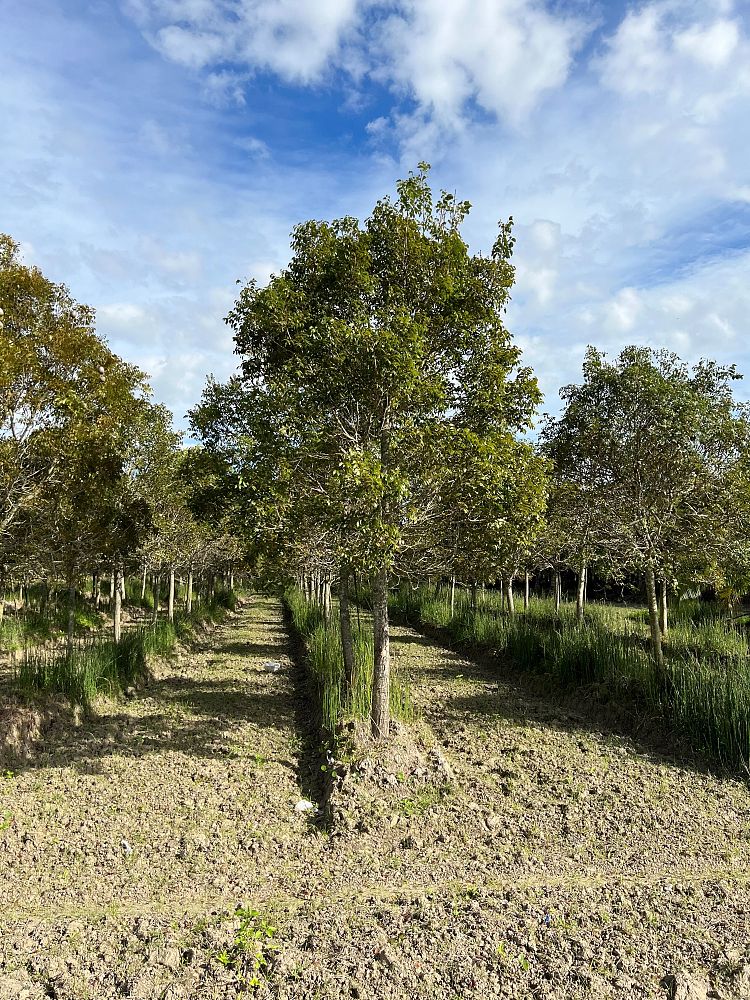swietenia-mahagoni-mahogany-tree
