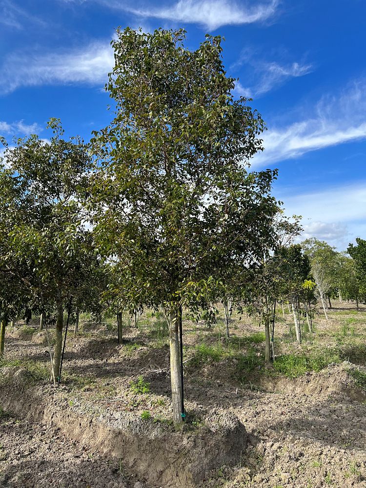 swietenia-mahagoni-mahogany-tree