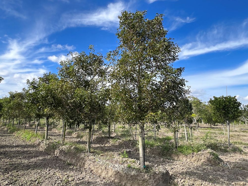 swietenia-mahagoni-mahogany-tree